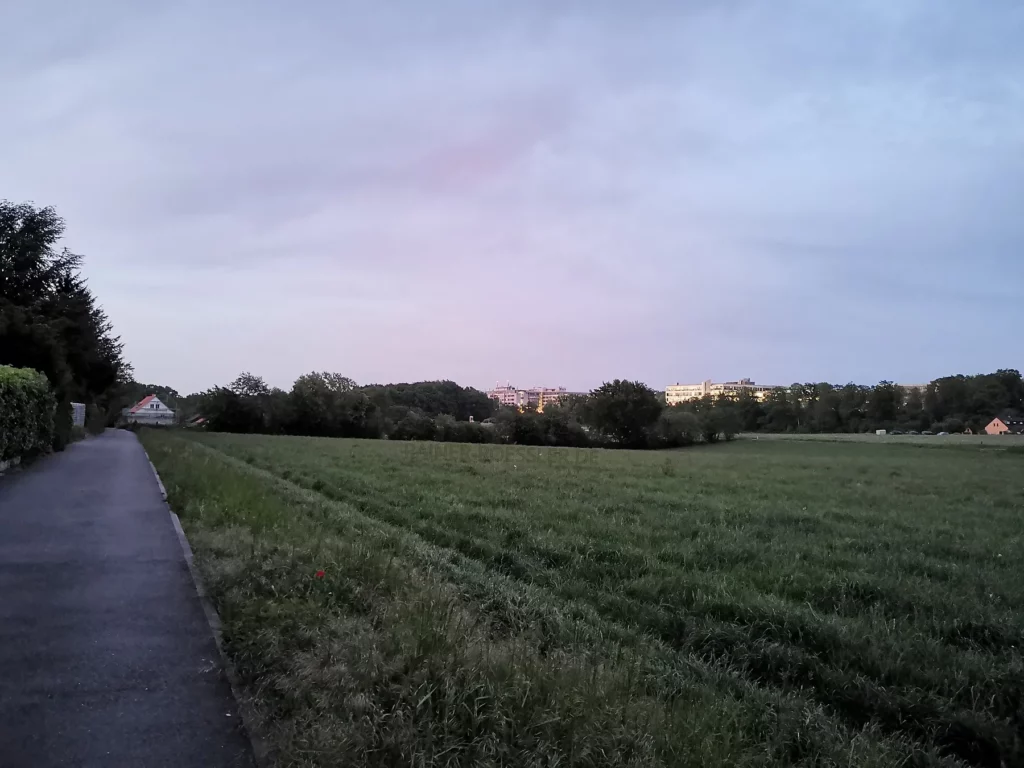 Grüne Wiese und Asphaltieter Weg. Wolken getaucht in Abendrot. Rote Pflanze.