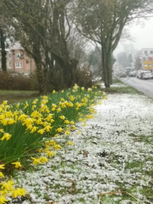 Schnee auf einer Grünfläche in der Mitte von 2 Straßen im Ort Essen-Haarzopf