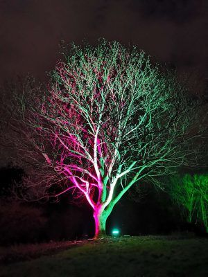Parkleuchten Grugapark Essen Rüttenscheid Februar 2020 Gegensätze Anziehung zwei Seiten Baum Hochformat Symmetrie komplementär rot grün