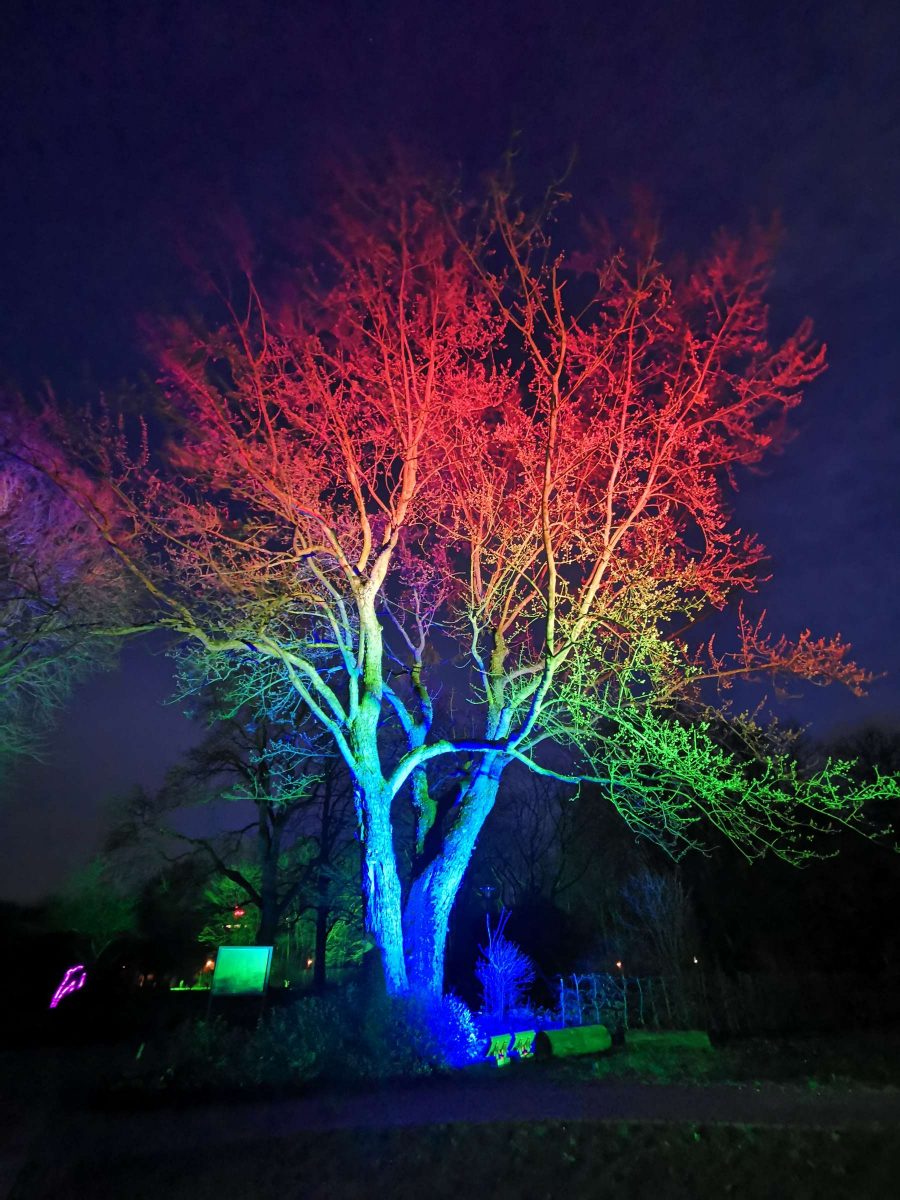 Fotograf Essen - Lebensbaum: Phasen des Lichts - Parkleuchten Grugapark Gruga Stadt Essen Nachtaufnahme Baum Lichtermeer Kontraste bunt Naturverbundenheit