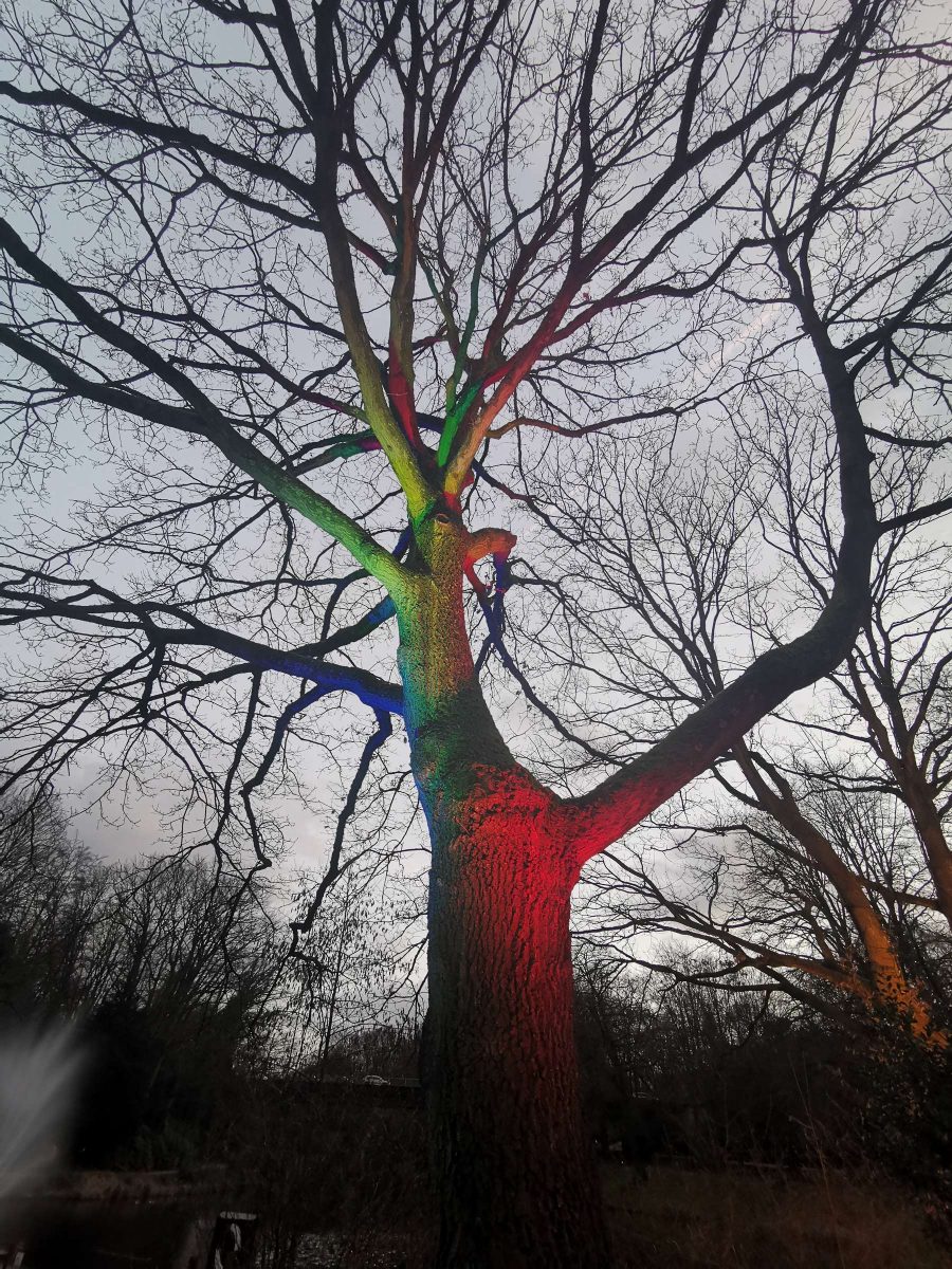 Fotograf Essen - Baum der Farben - Parkleuchten Grugapark Gruga Stadt Essen Baum Naturverbundheit