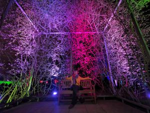 Parkleuchten Grugapark Essen Rüttenscheid Februar 2020 Lichtermeer Baum Querformat Weitwinkel Frau Bank Pastellfarben leuchten