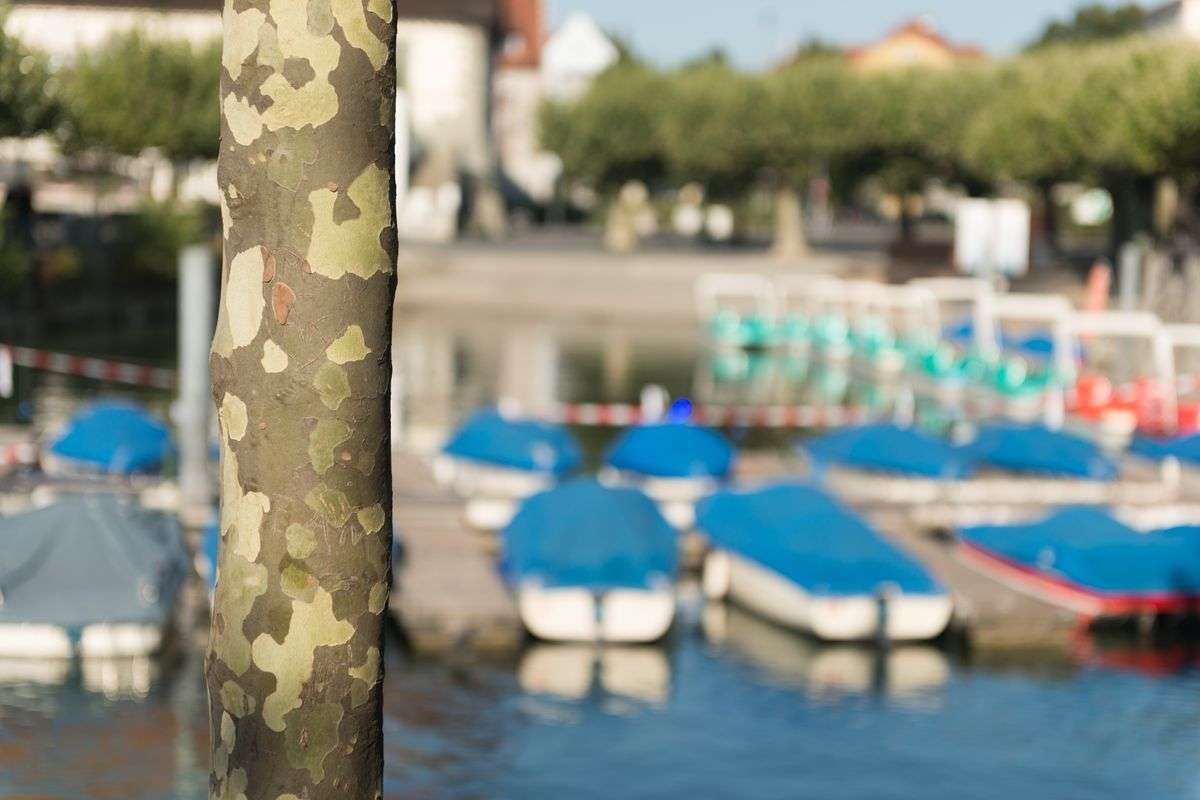 Trettboote und Motorboote als Tiefenunschärfe in Konstanz. Die Struktur des typischen Baumes der Promenade im Vordergrund.