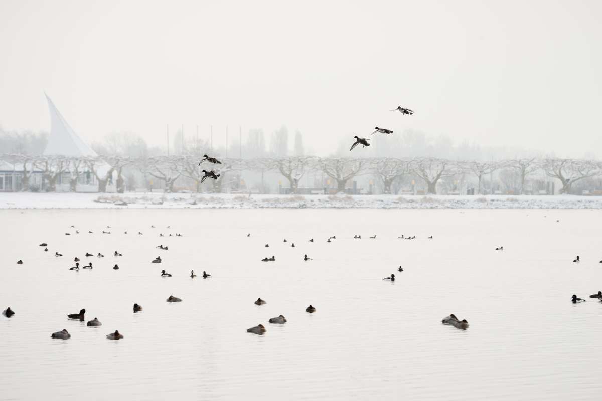 fotograf radolfzell konzertsegel winter schnee enten tiere fliegen mole Enten im Anflug bei Radolfzell am Bodensee. Mole im Hintergrund und Konzertsegel